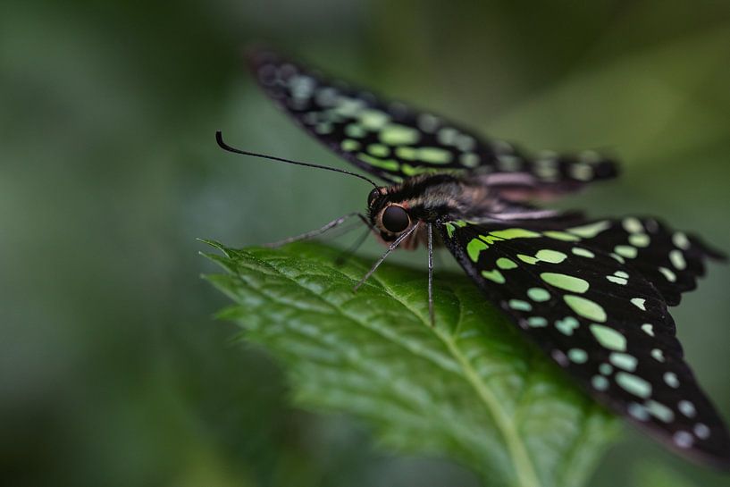 Schmetterling grün von Eerensfotografie Renate Eerens