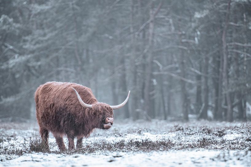 Schottische Hochlandrinder im Schnee von Sjoerd van der Wal Fotografie