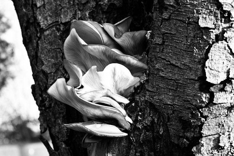 großer Pilz schwarz-weiß von Janny Schilderink......Atelier "de Tuute "