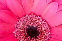 Roze Gerbera