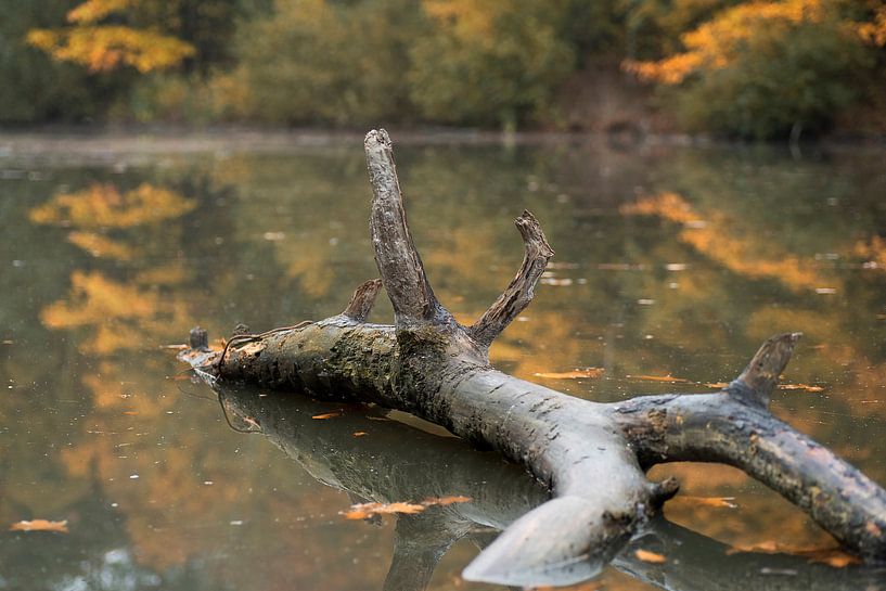 Hilfe von Henk Elshout