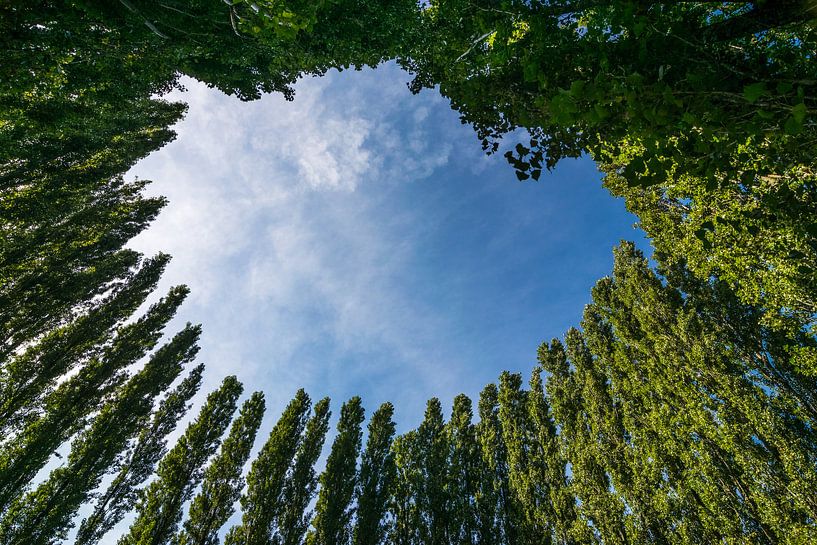 Beau cercle d'arbres sur un ciel bleu d'été par Patrick Verhoef