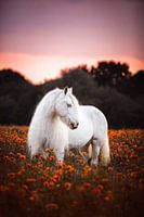 Tinker in a flower field / Netherlands / Horse / Animal photography / Soothing image