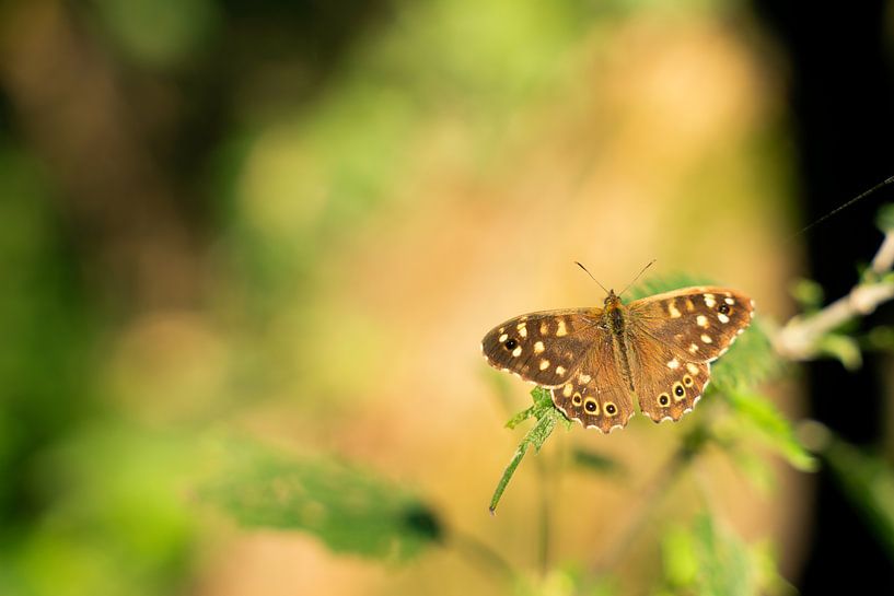 Pelz Zandogje auf einem Ast von Mickéle Godderis