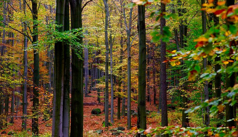 Forest panorama by Thomas Jäger