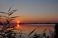 Sonnenuntergang in den Oostvaardersplassen