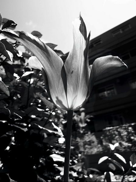 Tulipe (n/b) par Marianna Pobedimova