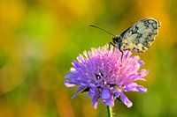 Schachbrett im Sonnenschein