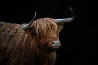 Schottischer Highlander