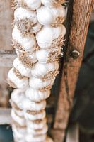 String of garlic against wooden panel in Rome