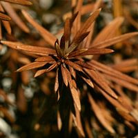 Brown spines / needles