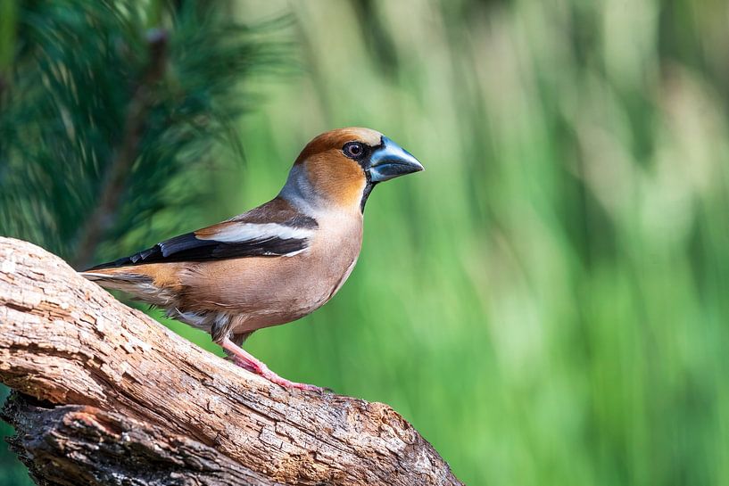 Chardonneret dans la forêt de Lemelerberg par Merijn Loch