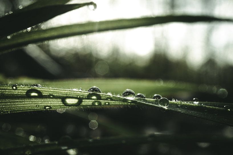 Gouttes dans la lumière du matin par Jan