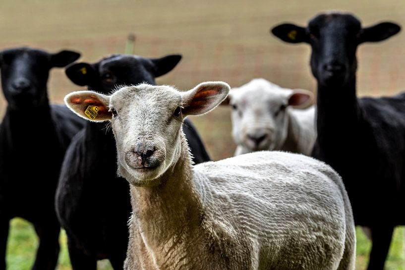 Schafe par Stefan Heesch
