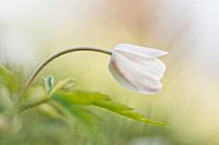 Wood anemone