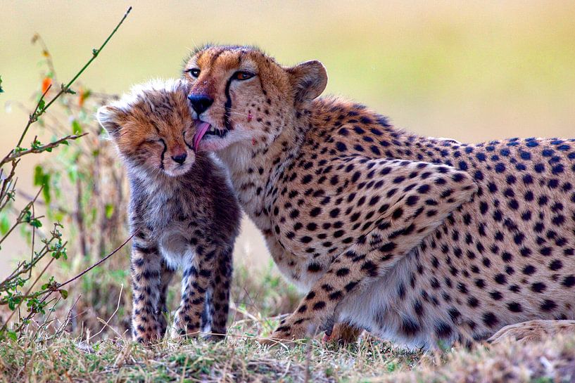 Cheetah Mam w. smallone by Peter Michel