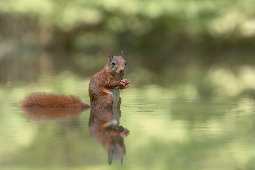 reflection of a squirrel by Albert Beukhof