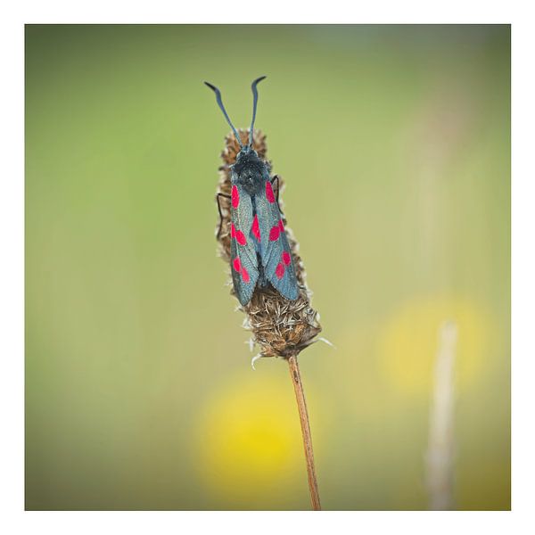 Papillon de Saint-Jean sur plantain étroit (2) par Albert Wester Terschelling Photography