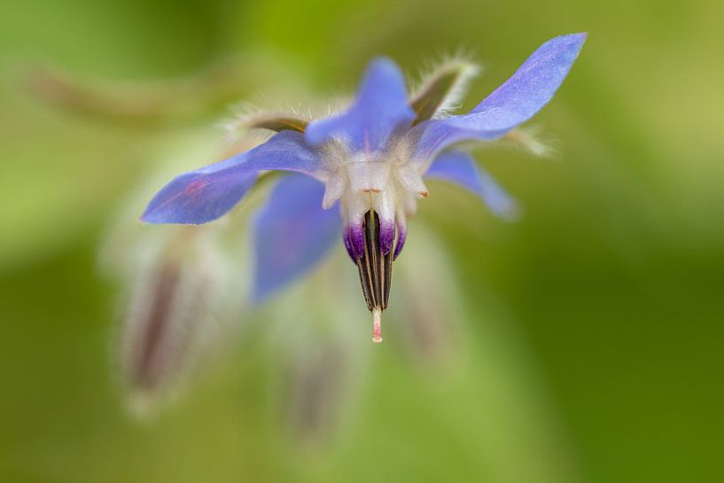 Borage by Marianne Twijnstra