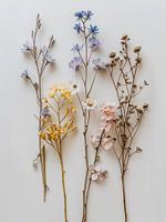 Dried flowers