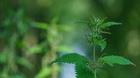 Flammable Common Nettle (Urtica dioica)