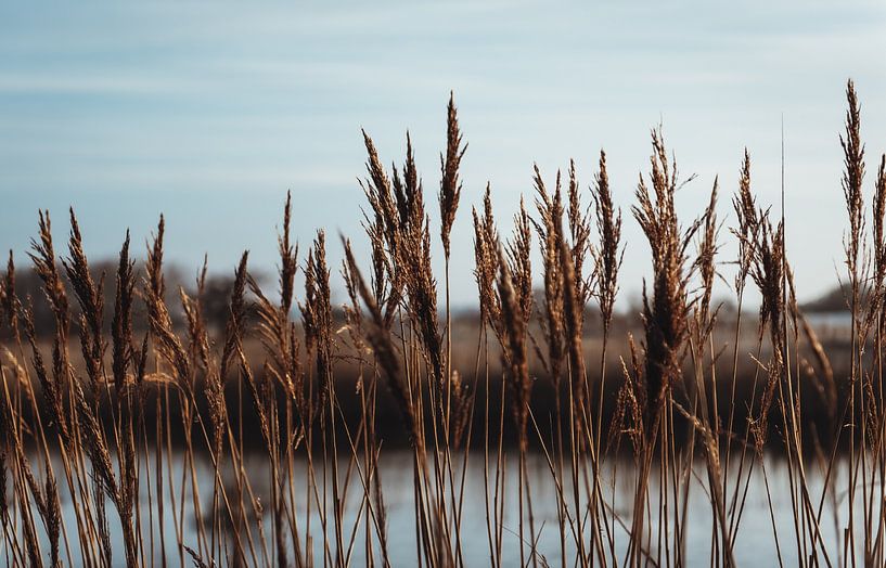 Skyline of reeds in the Amsterdam Water Supply Dunes by Sanne Dost