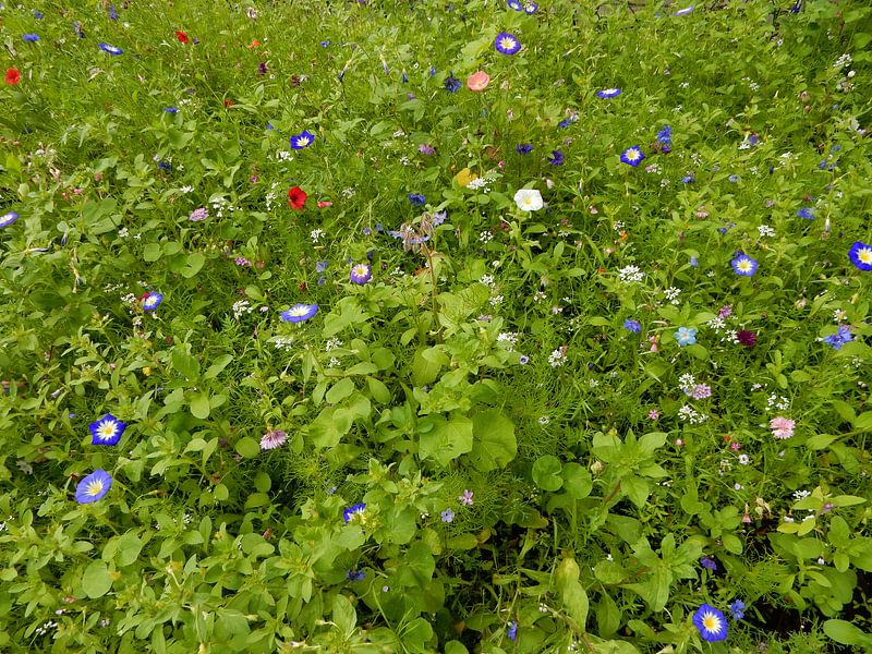 flowers in greenery by Joke te Grotenhuis