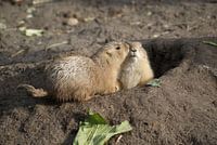 zorgzame prairiehondjes