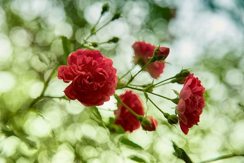 Red roses by Cor de Hamer