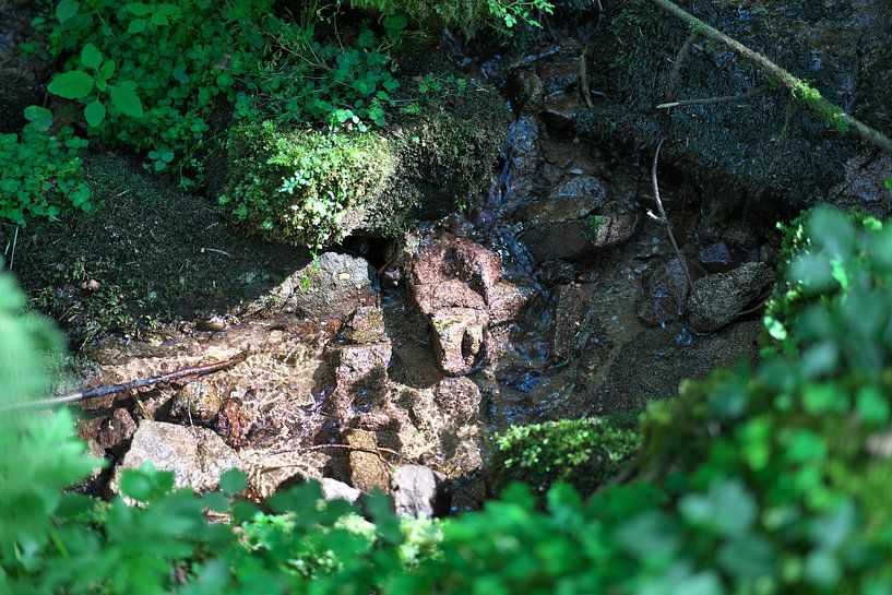La source dans la forêt, nature par Daniel Dorst