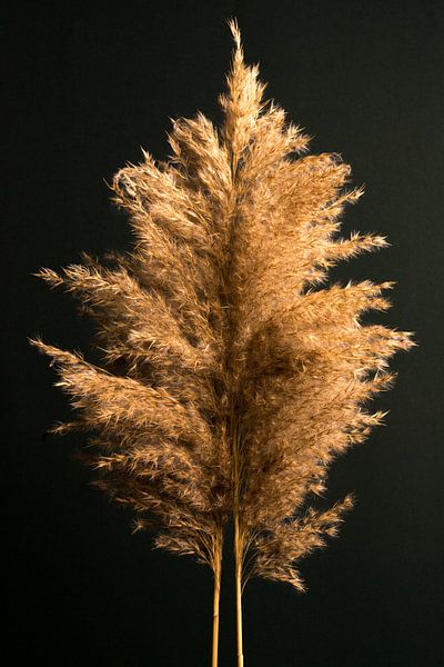 Stolze Schilfrohrfedern von Joske Kempink