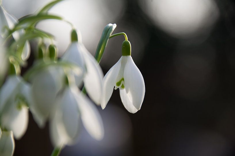 Sneeuwklokje von Nancy Alpaerts