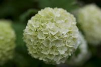 White hydrangea flower