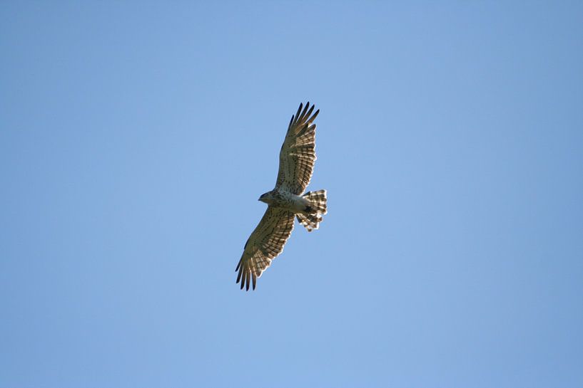 Slangenarend op Bezoek van Kimberly de Pater