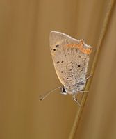 Small fire moth in surroundings