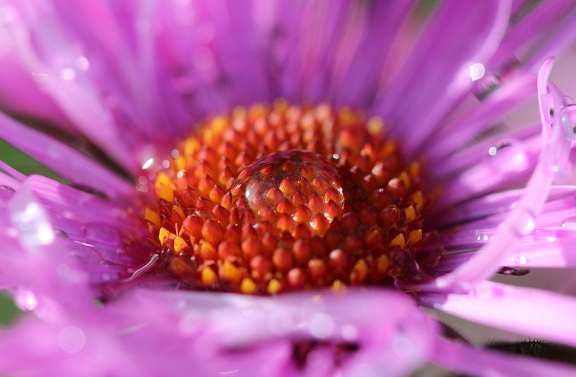 Morgentau von Matthias Brix