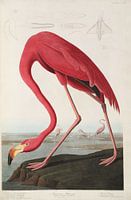 Amerikanischer Flamingo - Teylers Edition - Vögel Amerikas, John James Audubon