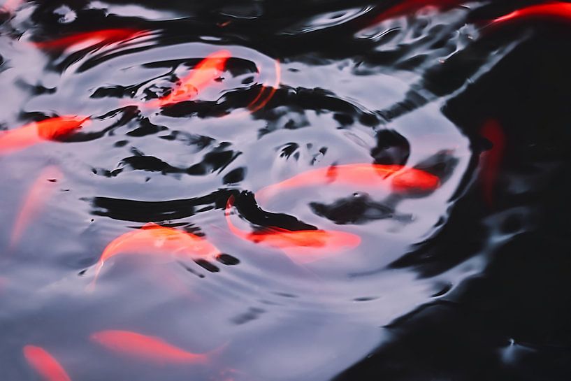 plusieurs koïs rouges dans l'étang par stewic_