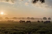 Ochtendzon in Eersel