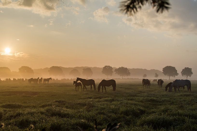 Ochtendzon in Eersel von Danielle Klaver-Overdijk