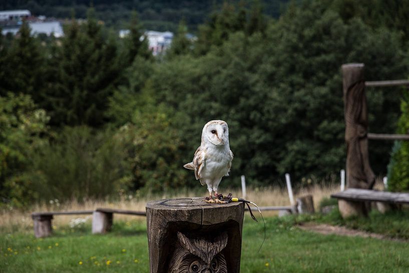 White Owl by Jaap Mulder
