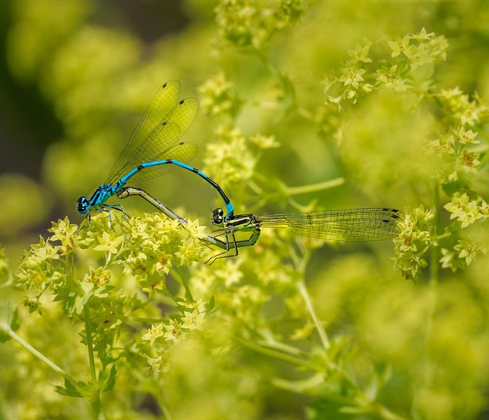 Azurjungfern bei der Paarung von ManfredFotos