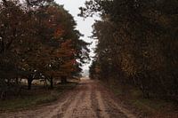 Automne sur la Veluwe