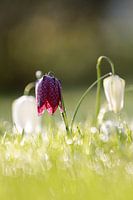 Kievitsbloemen met ochtenddauw en bokeh effect