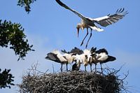 Storch