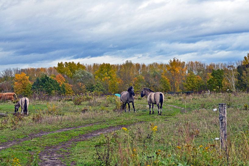 Wilde Koniks beim Spiel im Berliner Barnim von Silva Wischeropp