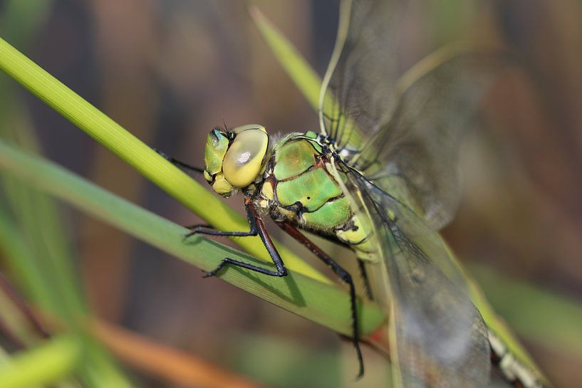 Große Königslibelle von Matthias Brix