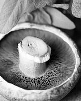 Portobello schwarz und weiß