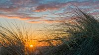 Goldene Stunde Strandhafer Terschelling