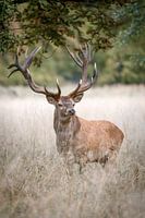 red deer